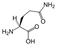 L-Glutamin bei der ketogenen Diät